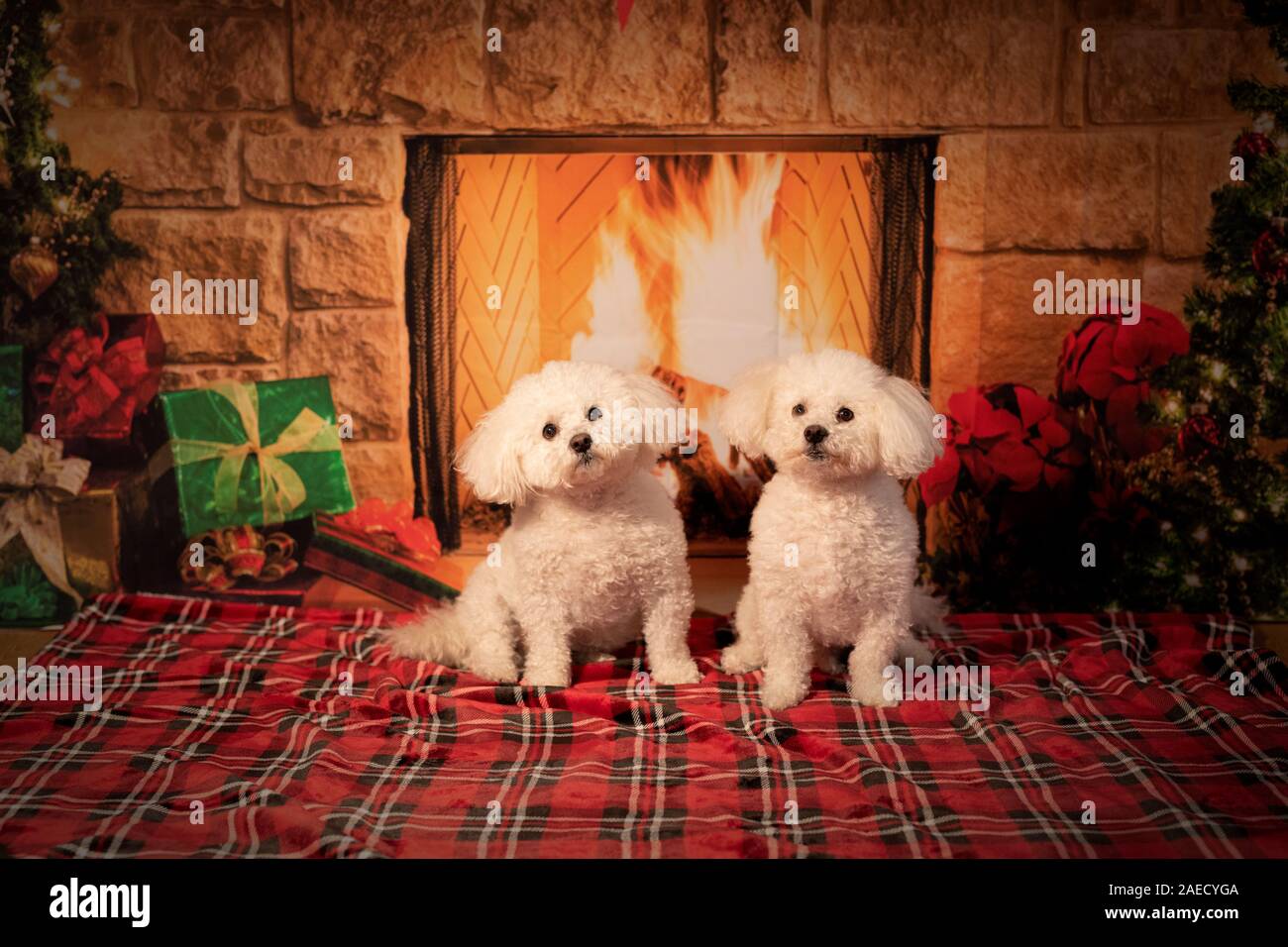 Buone Feste Foto Stock
