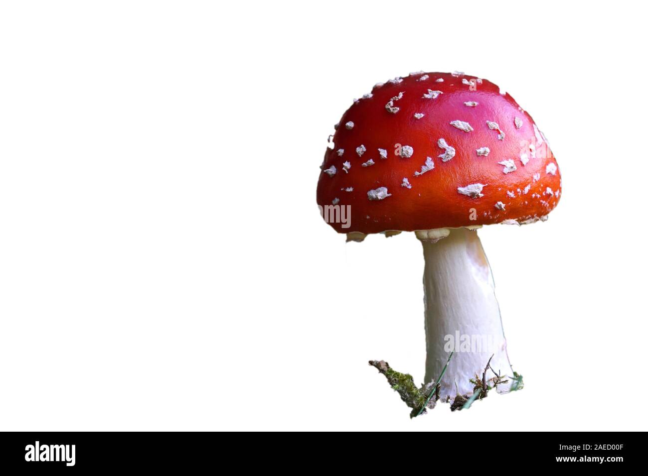 Un close-up di un piccolo fly agaric mushroom nelle prime fasi della sua crescita isolato su uno sfondo bianco Foto Stock