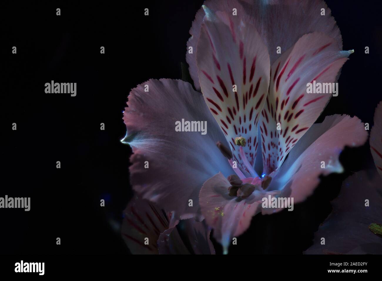 Un fiore di giglio peruviano che si illumina sotto la luce ultravioletta Foto Stock