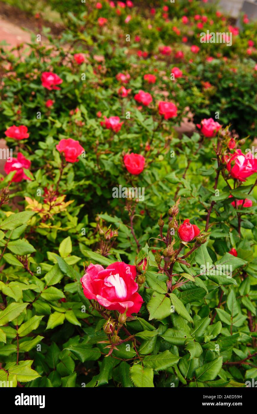 Red cespugli di rose con centri di bianco in fiore, Annapolis, Maryland, USA. La bellezza della natura. Foto Stock