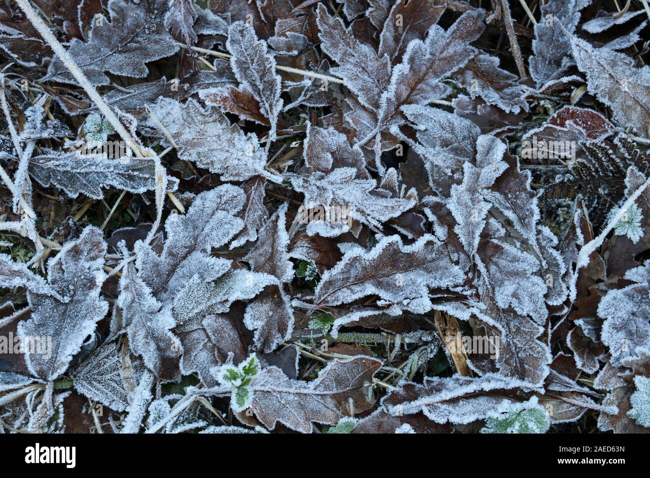 Smerigliato di foglie di quercia e figliata di foglia su una foresta congelati piano Foto Stock
