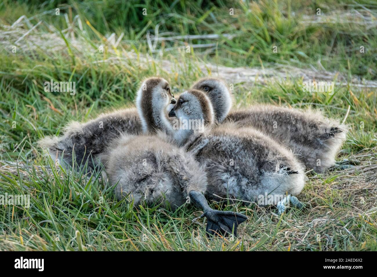 Altopiano di oche goslings, on Sea Lion Island, nelle Isole Falkland, Sud Atlantico Foto Stock