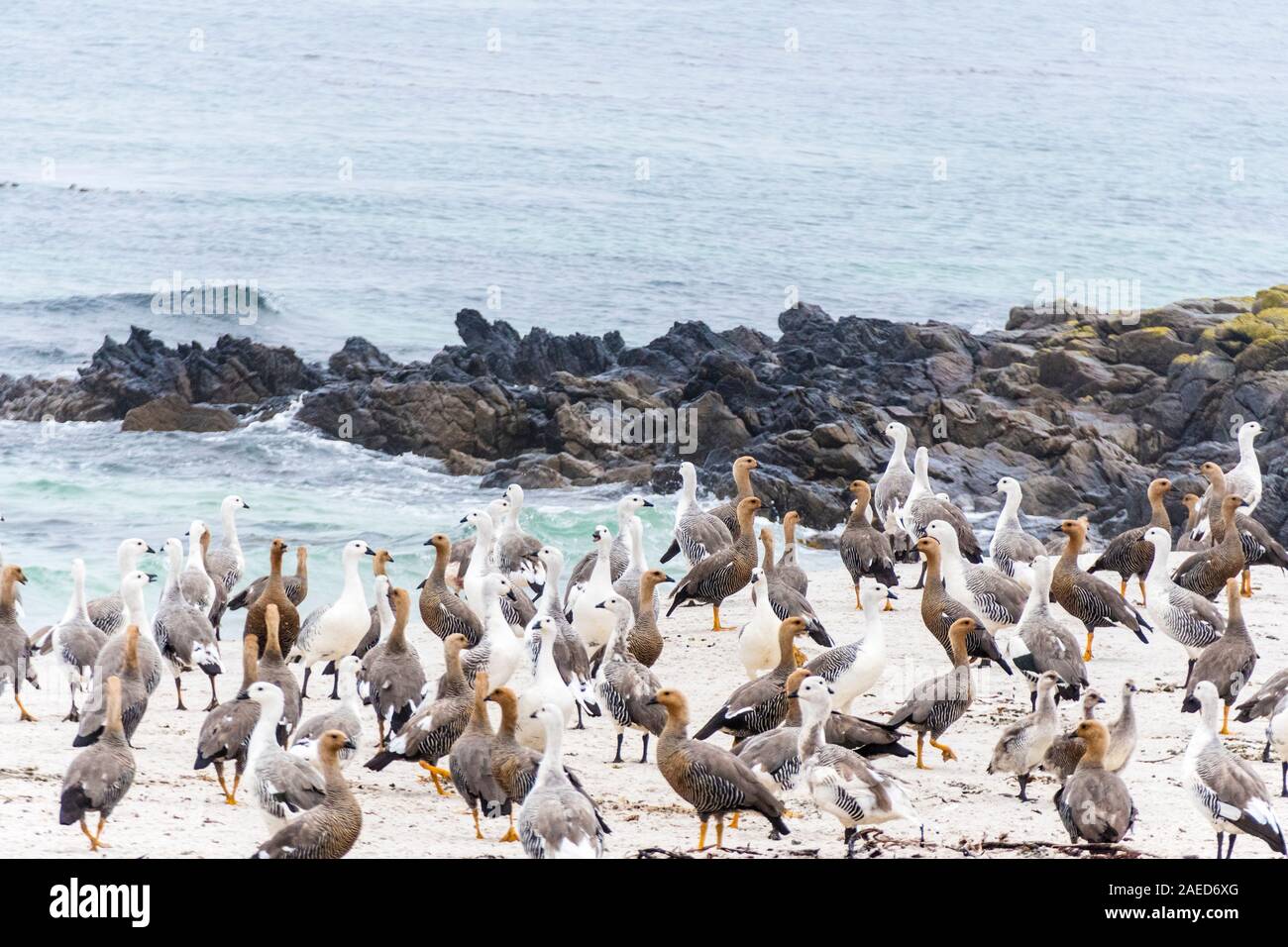 Gregge o gogò rubicondo capo-Oche, Chloephaga rubidiceps, passeggiate lungo la spiaggia e sull isola di carcassa, nelle Isole Falkland Foto Stock