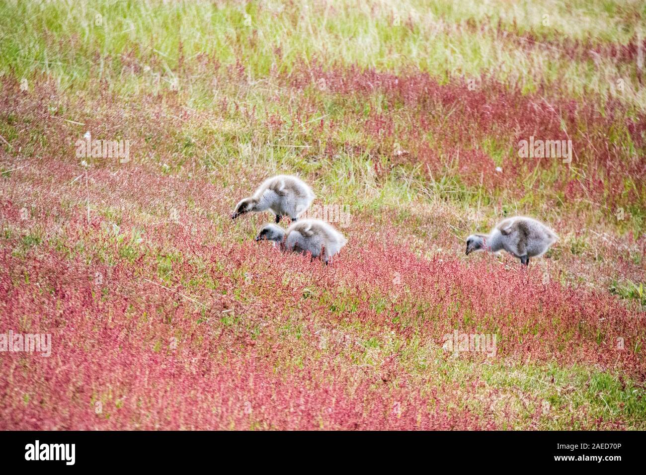 Tre oche montane goslings, su West Point Island, nelle Isole Falkland, Sud Atlantico Foto Stock
