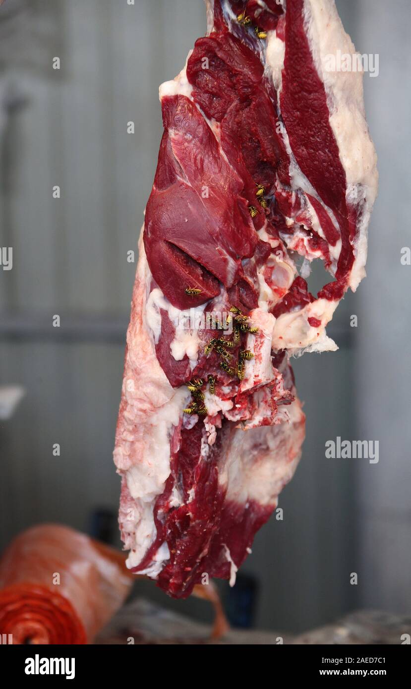 Vespe alimentazione su carne cruda in Asia centrale Foto Stock
