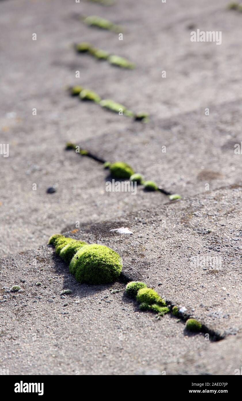 Moss sul tetto di tegole Foto Stock