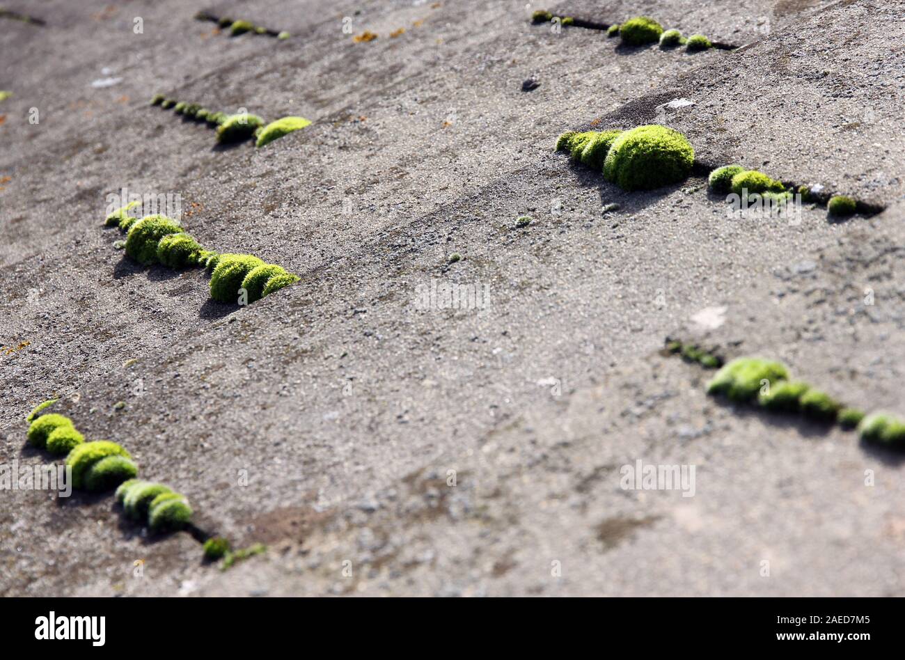 Moss sul tetto di tegole Foto Stock