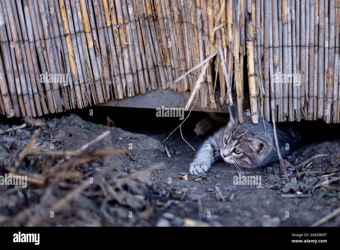 Poco simpatici baby gattino grigio giocando fuori con se stesso. Messa a fuoco selettiva. Foto Stock