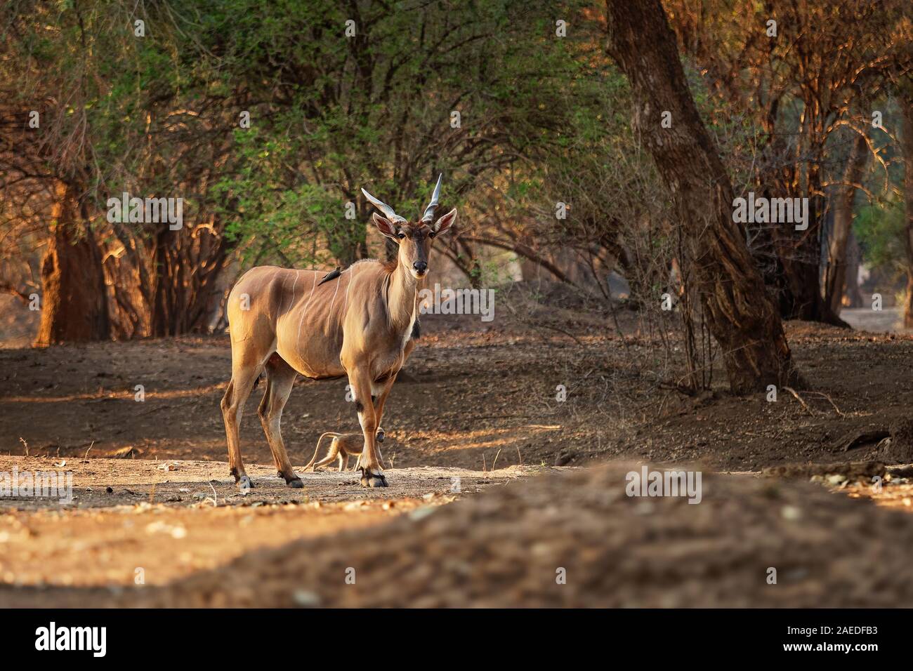 Common Eland - Taurotragus oryx anche il sud o eland eland antilopi, savana e pianure antelope trovati in Africa orientale e meridionale, famiglia Bovi Foto Stock
