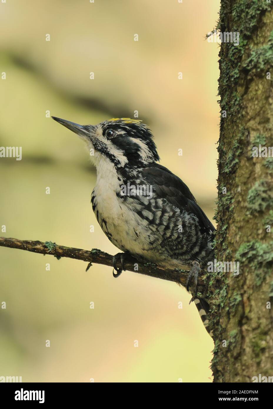 Eurasian tre-toed Woodpecker - Picoides tridactylus di medie dimensioni picchio, indietro e bianco con testa gialla, che vivono nella foresta habotat, bosco. Foto Stock