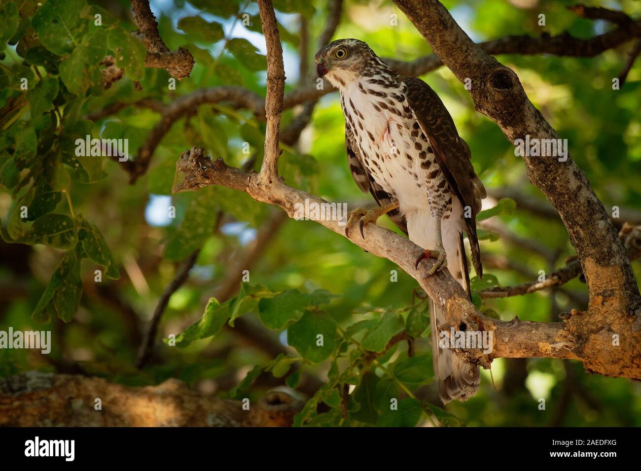 African Astore - Accipiter tachiro da medie a grandi Accipiter che principalmente è grigio e rufous con la tipica ampia alati e lunga coda di shap Foto Stock
