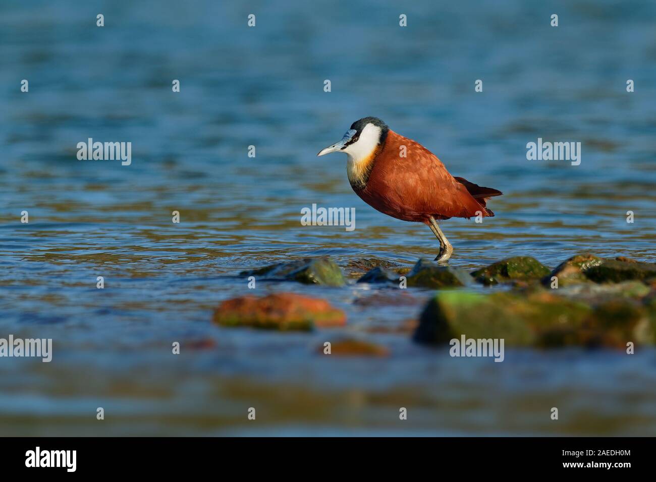 Jacana africana - Actophilornis africanus è un wader nella famiglia Jacanidae, identificabile da lunghe dita e lunghi artigli che consentono loro di camminare su flo Foto Stock