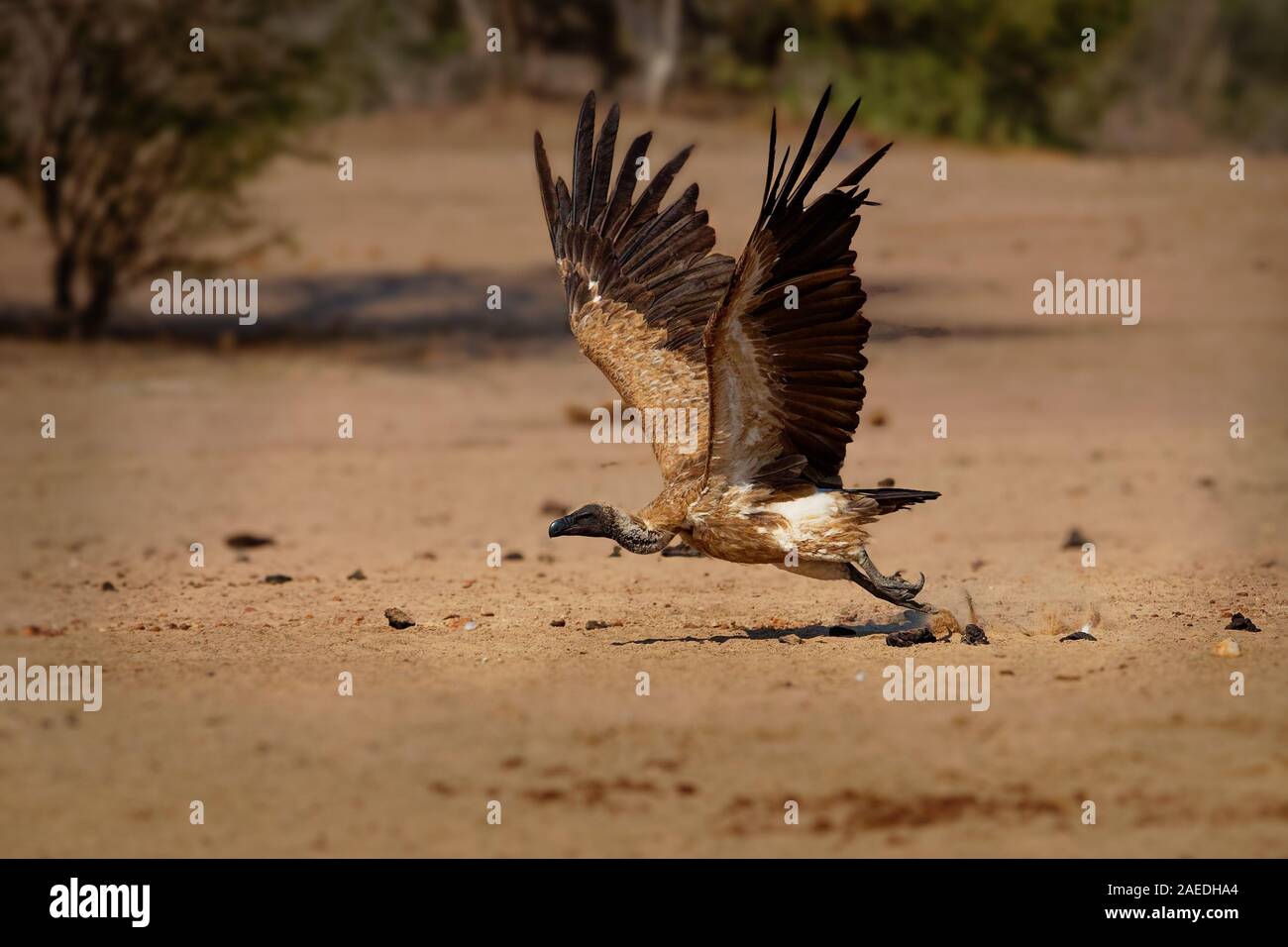 White-backed Vulture - Gyps africanus è vecchio mondo vulture nella famiglia Accipitridae, strettamente correlato al Parlamento grifone, in piedi, lan Foto Stock