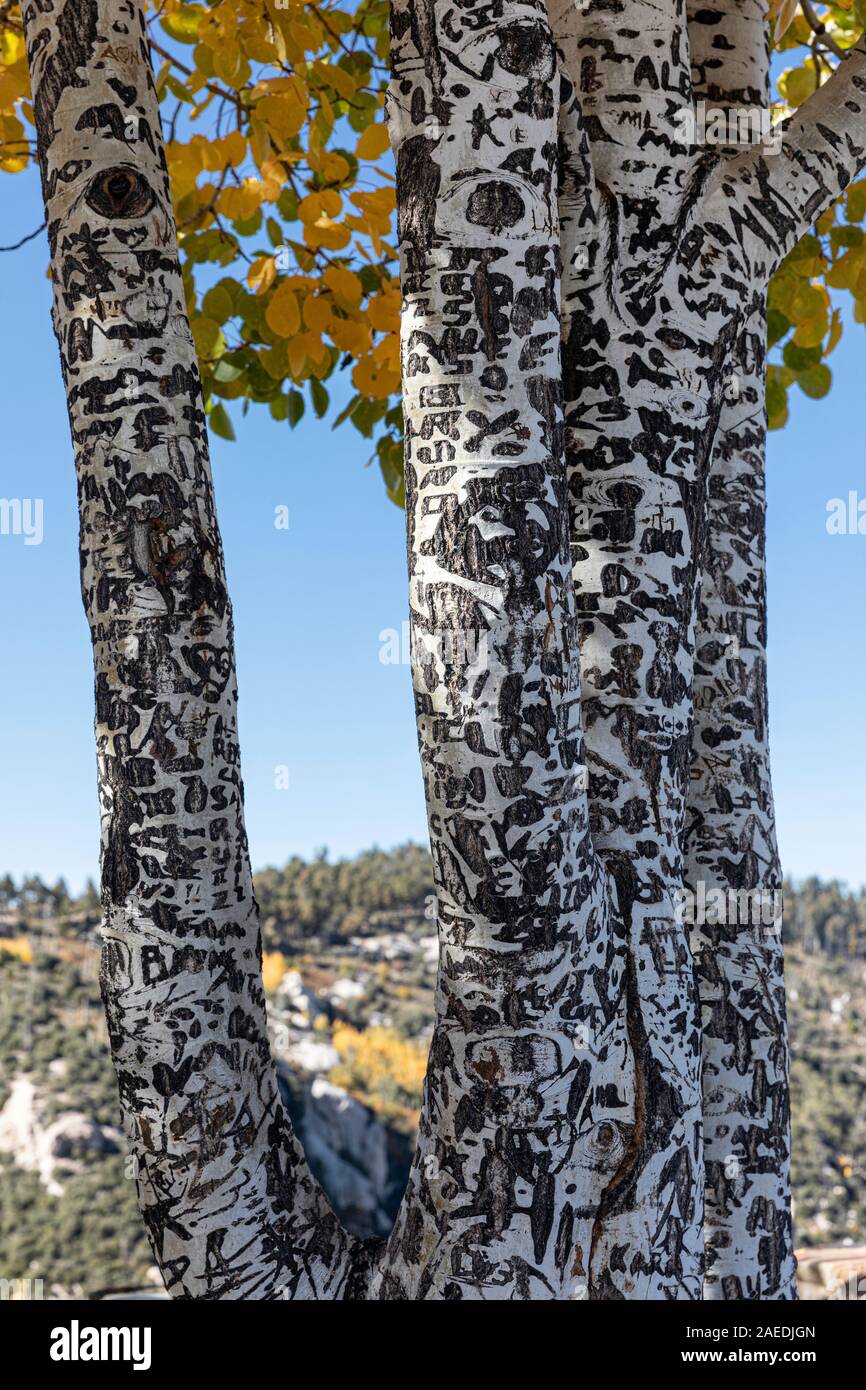 Tree graffiti, Aspen alberi coperti di graffiti, Mt. Lemmon, Tucson, Arizona Foto Stock