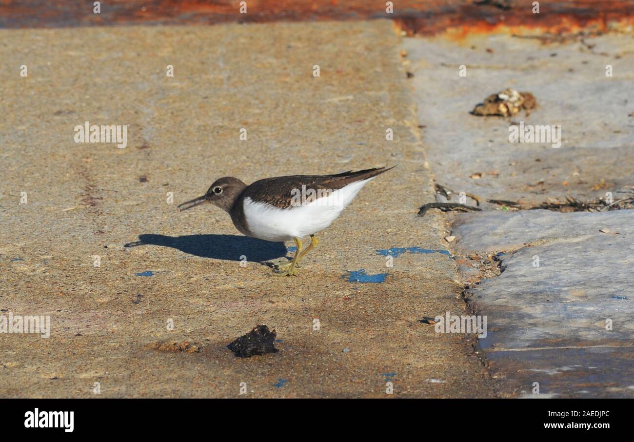 Piro-piro piccolo, Actitis hypoleucos, presso il molo di Vila Real do Santo Antonio (Algarve, Portogallo meridionale) Foto Stock