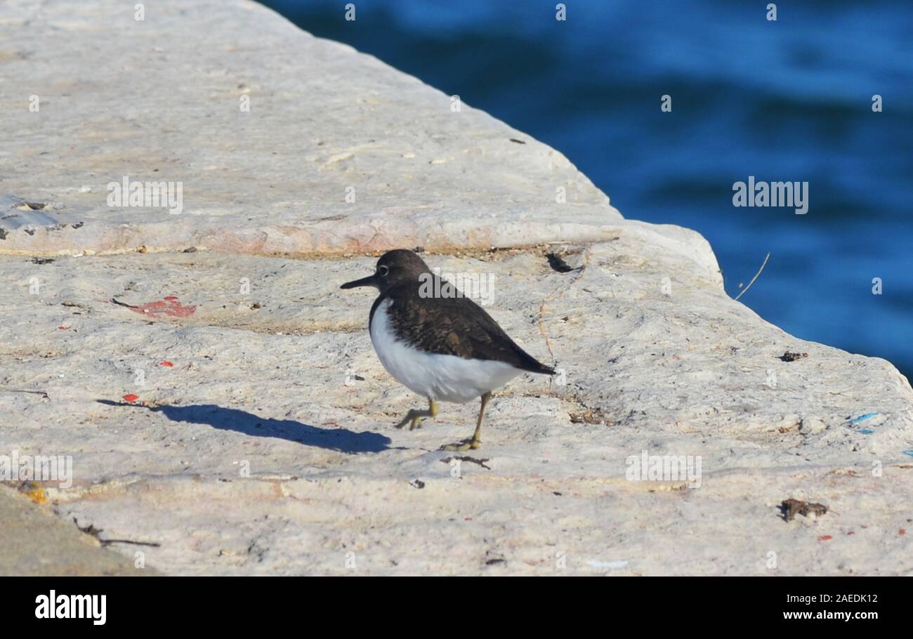 Piro-piro piccolo, Actitis hypoleucos, presso il molo di Vila Real do Santo Antonio (Algarve, Portogallo meridionale) Foto Stock