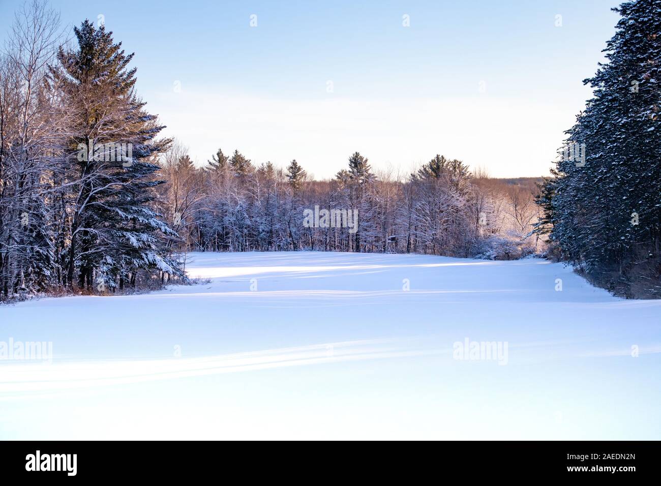 Luce del sole di mattina proveniente attraverso una foresta di Wisconsin dopo una tempesta di neve nel mese di dicembre Foto Stock