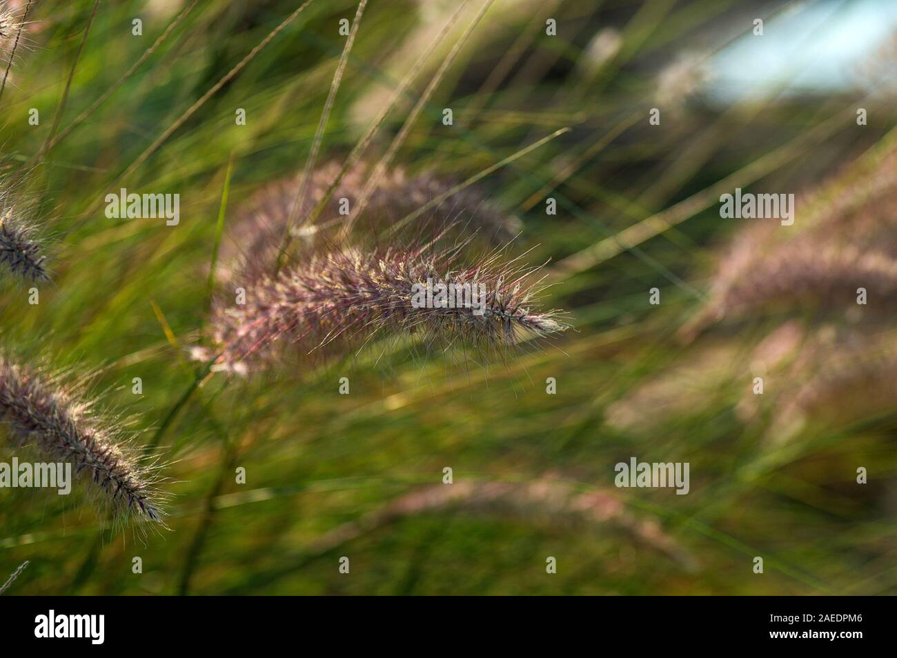 Fontana erba piante ornamentali in giardino con messa a fuoco morbida dello sfondo Foto Stock