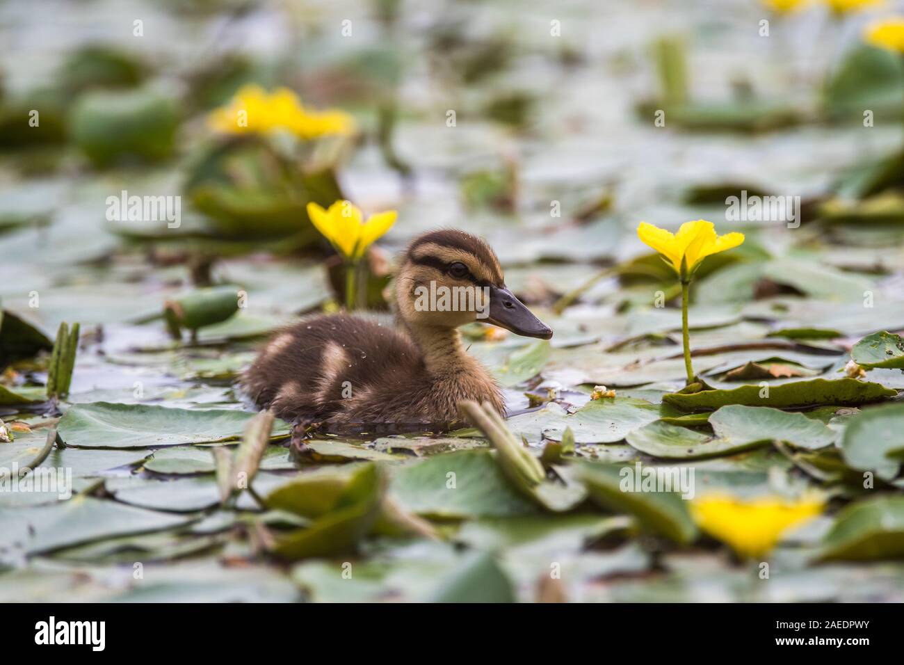 Canapiglia (Anas strepera), giovane chick nuotare nel laghetto, nel tra giallo cuore flottante (Mymphoides peltataHortobágy, il Parco Nazionale di Hortobágy, Ungheria Foto Stock