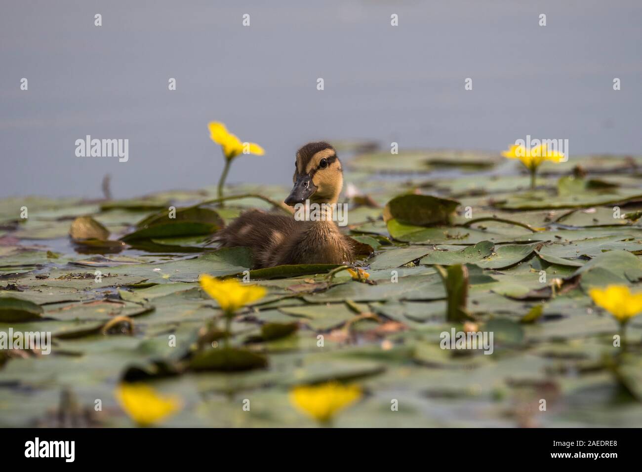 Canapiglia (Anas strepera), giovane chick nuotare nel laghetto, nel tra giallo cuore flottante (Mymphoides peltataHortobágy, il Parco Nazionale di Hortobágy, Ungheria Foto Stock