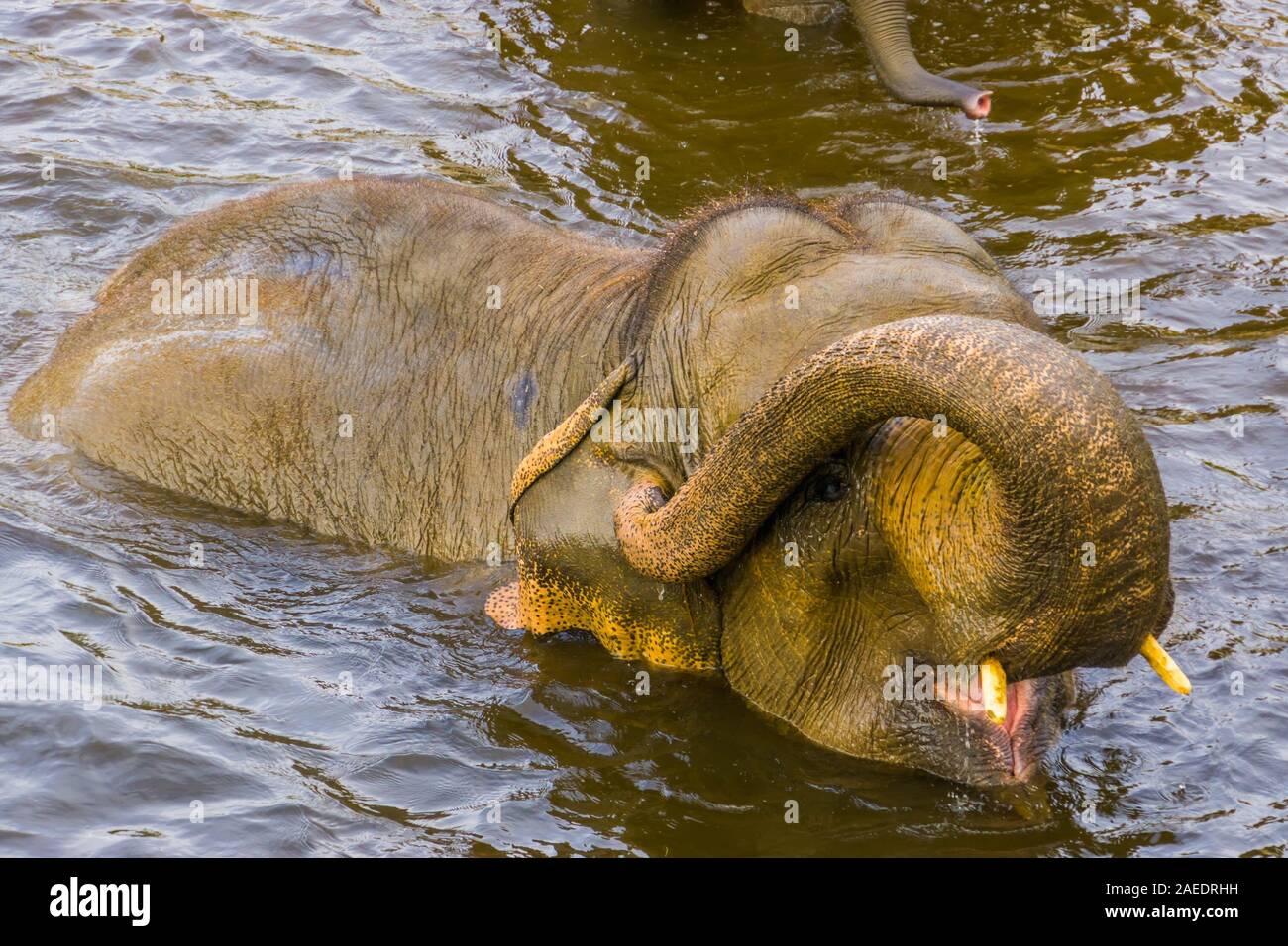 Primo piano di un elefante asiatico la balneazione in acqua, in via di estinzione specie animale da Asia Foto Stock