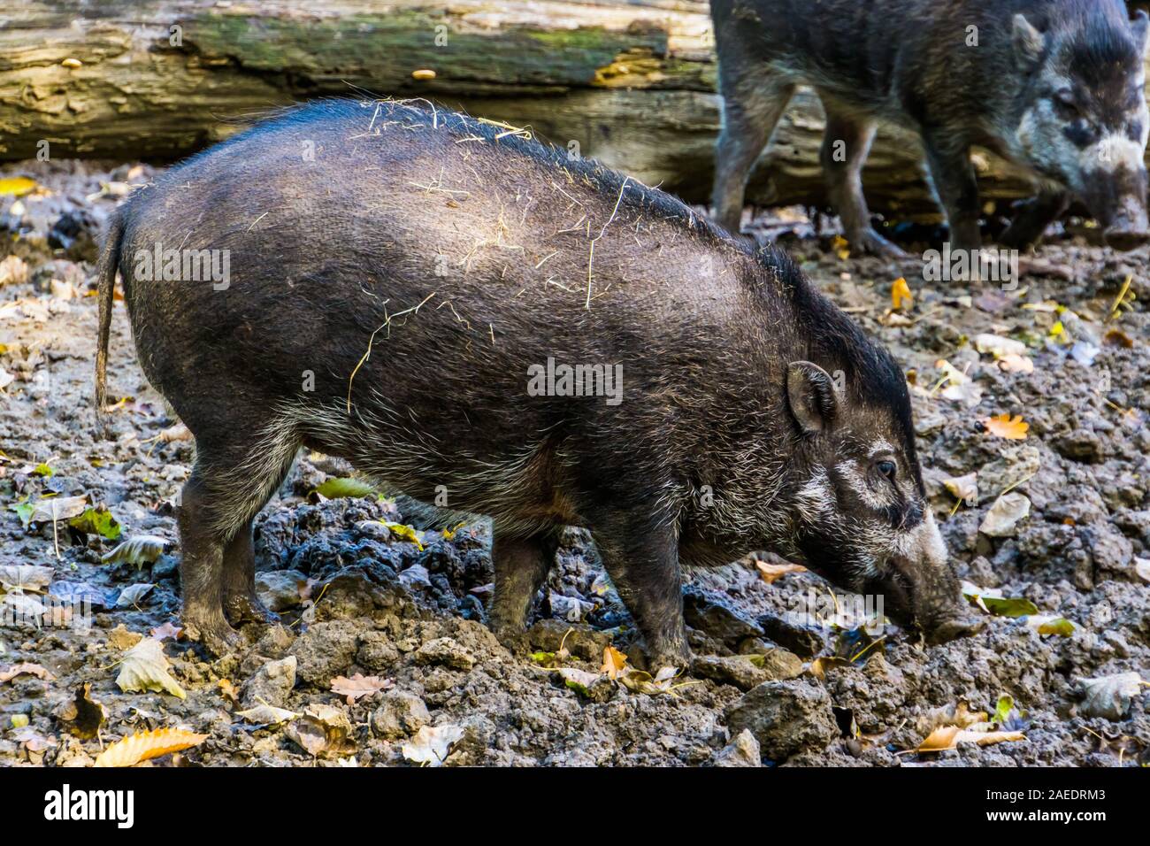 Visayan presenta verrucosa suino nel closeup, tropicale Wild boar, specie gravemente minacciate specie animale dalle Filippine Foto Stock
