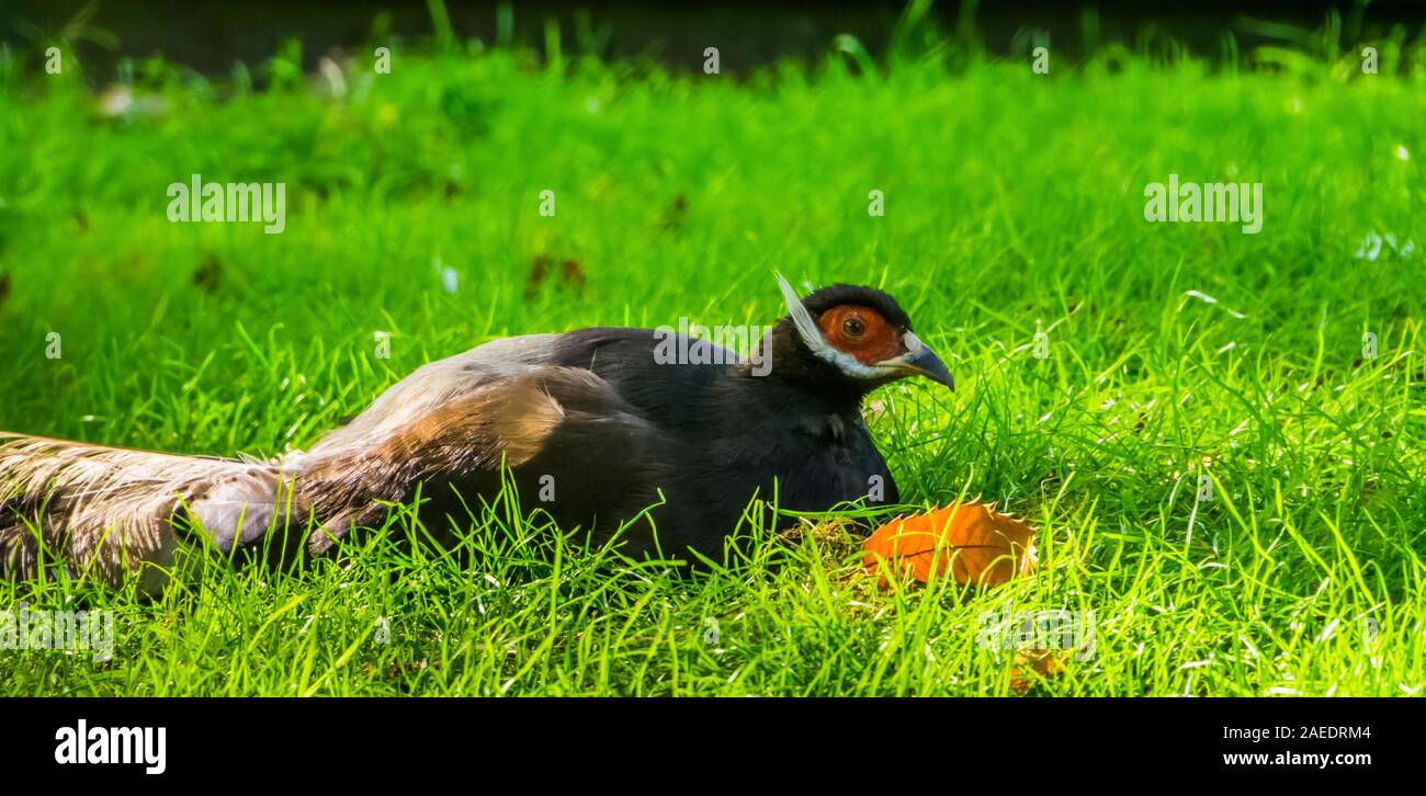 Primo piano di un marrone eared pheasant seduto in erba, uccello tropicale dalla Cina in Asia, vulnerabile specie animale Foto Stock