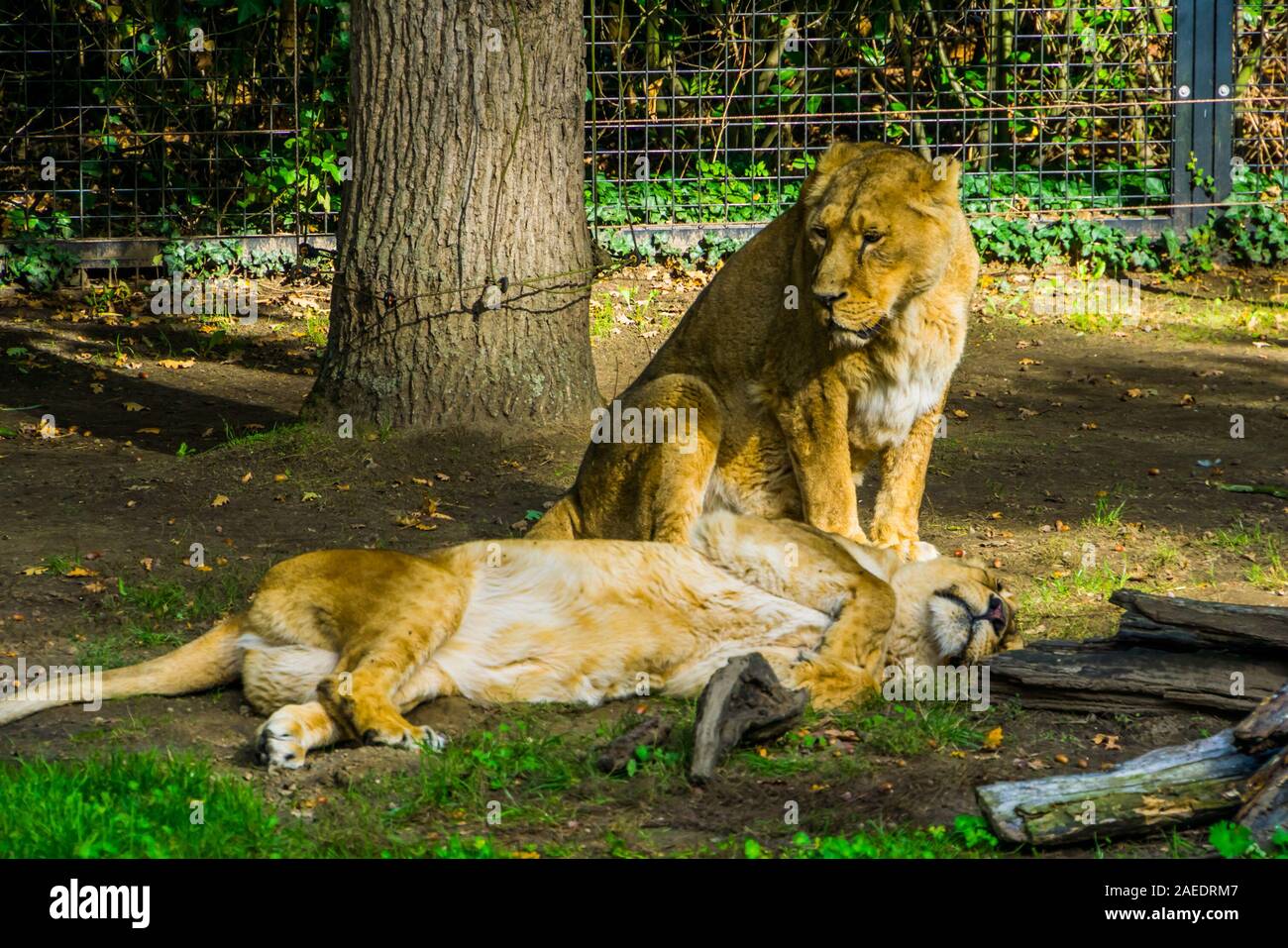 Femmina leone asiatico coppia insieme, Selvaggi gatti tropicale, in via di estinzione specie animale da Asia Foto Stock