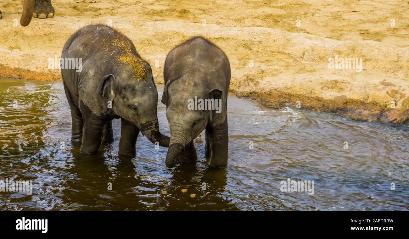 Giovane elefante asiatico giovane in piedi in acqua, sociale comportamento animale in via di estinzione specie animale da Asia Foto Stock