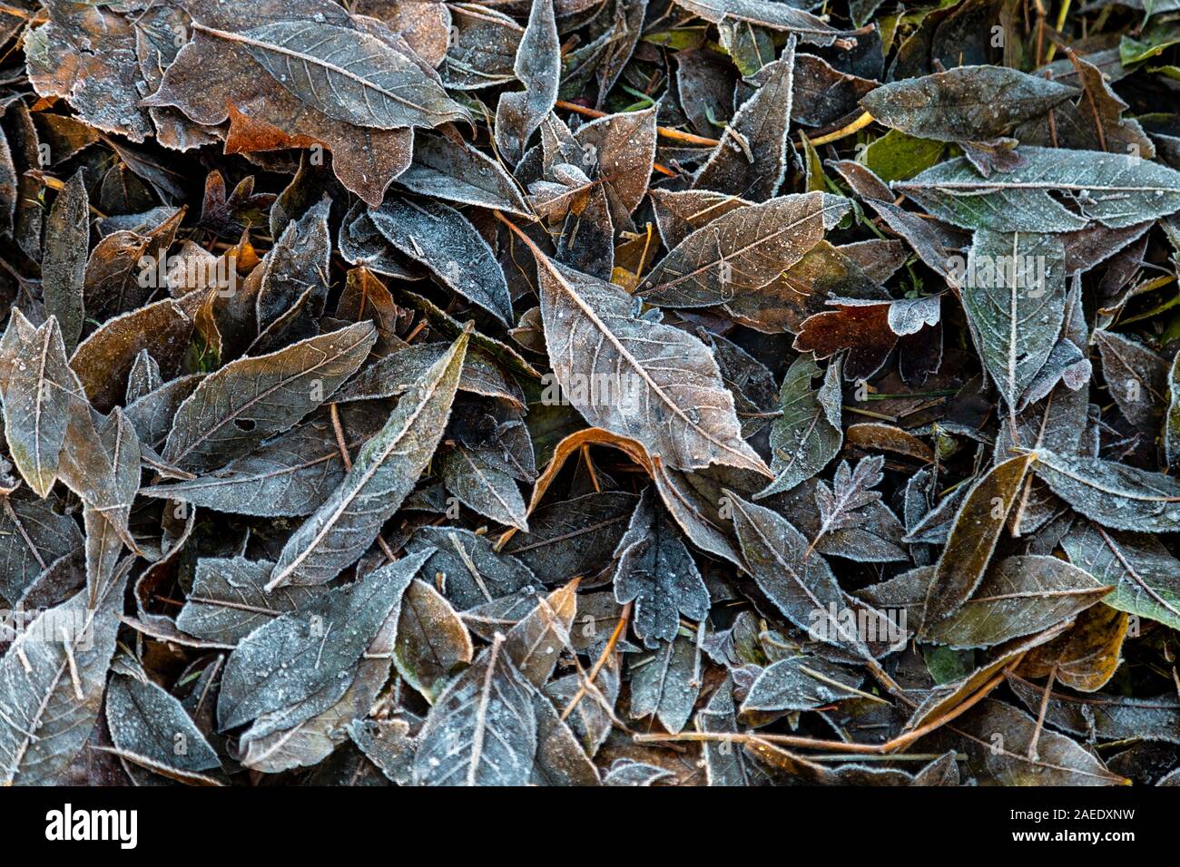 Frosty lascia sul terreno come autunno cambia in inverno a Londra, Regno Unito Foto Stock