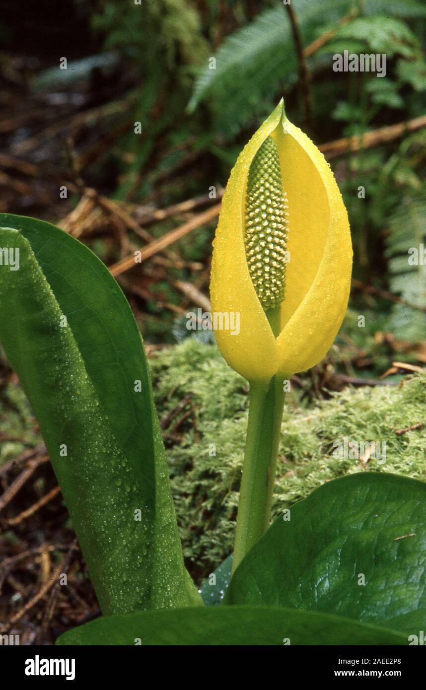 Fiore di Skunk cavolo nella contea di Humboldt Foto Stock