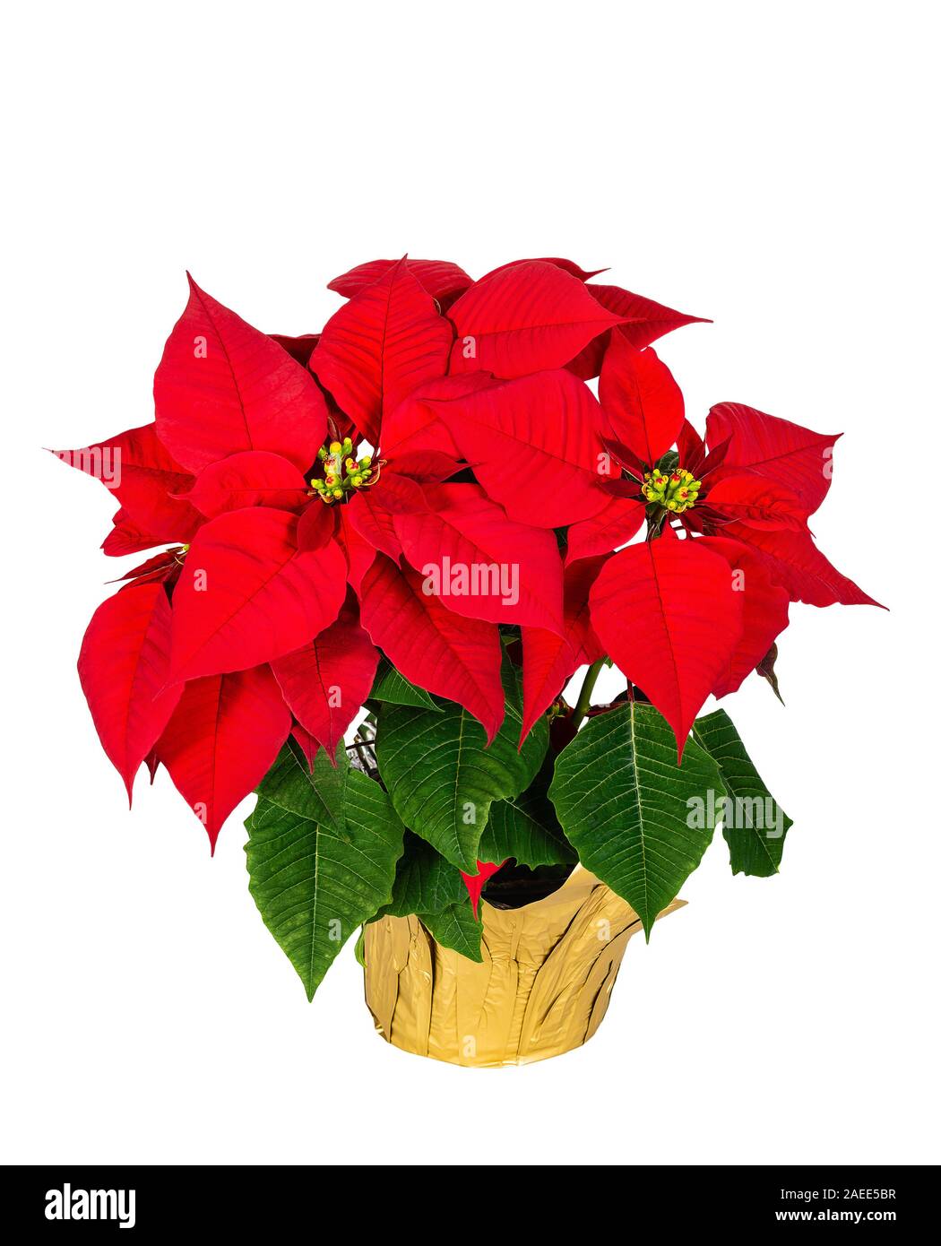 Rosso (poinsettia Euphorbia pulcherrima) impianto, stella di Natale fiore, in una festosa pentola floreale, isolato su bianco Foto Stock