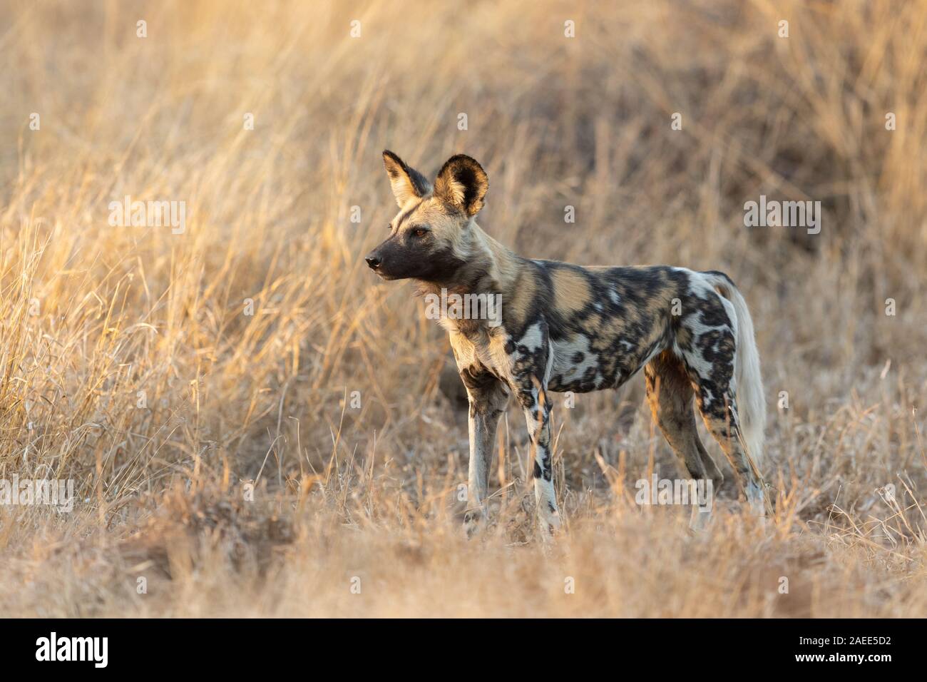 Africano o Capo Caccia cane, il Kruger Park, Sud Africa Foto Stock