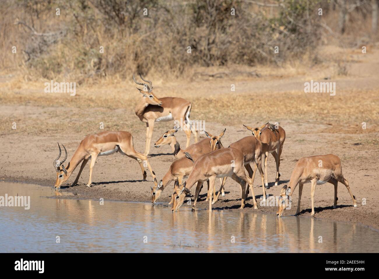 Allevamento di Impala, Kruger Park, Sud Africa Foto Stock