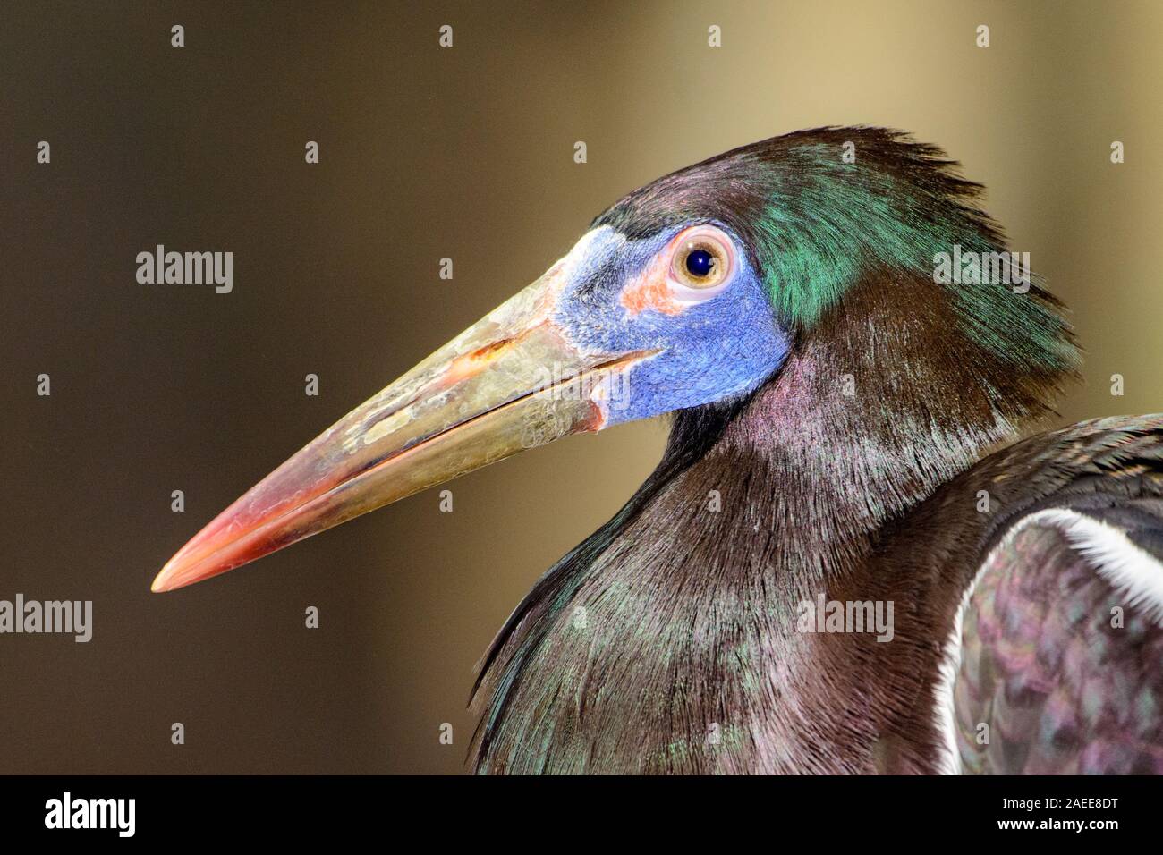 La Abdim stork (Ciconia abdimii) Close-up di faccia, profilo Foto Stock