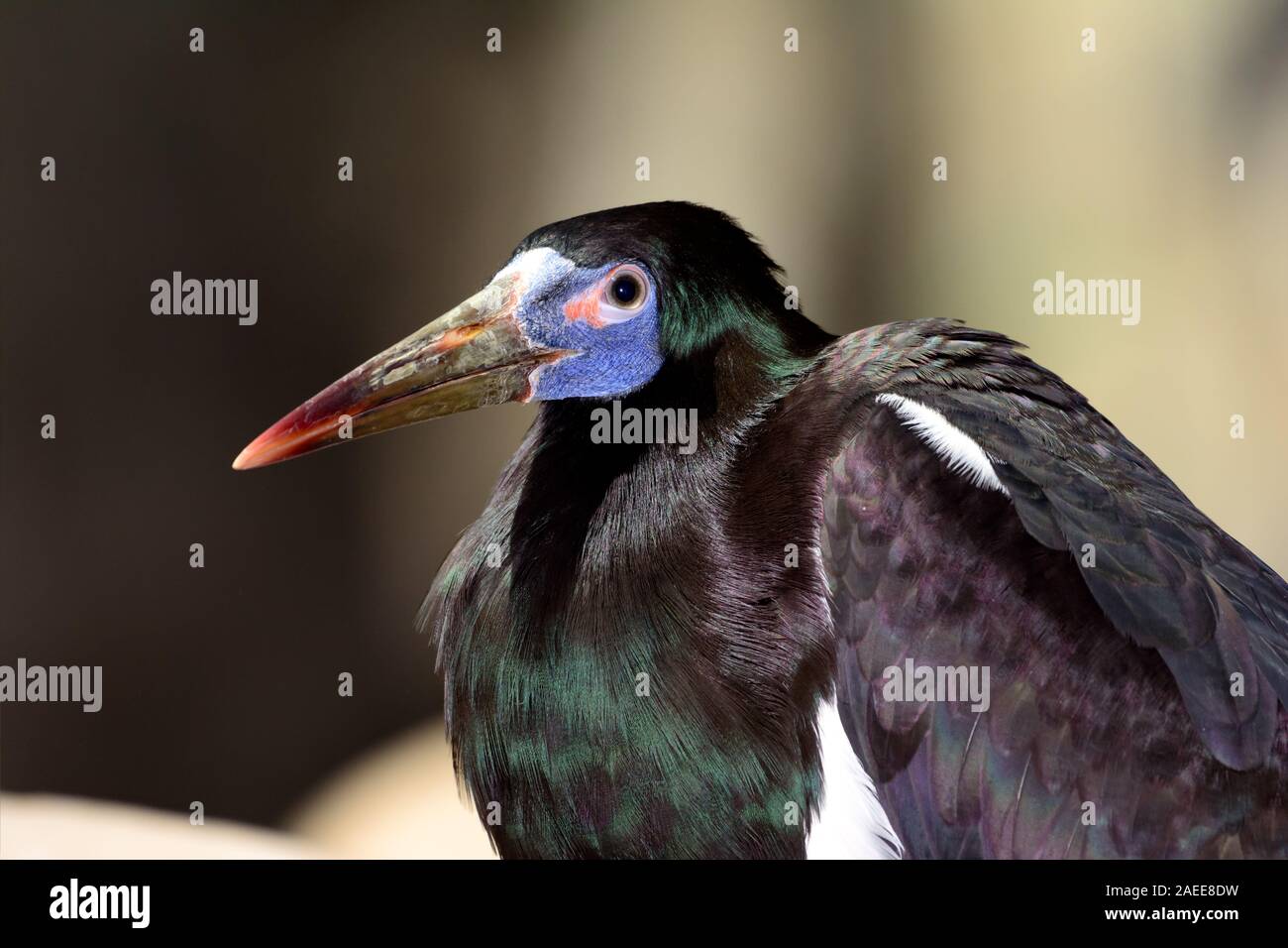 La Abdim stork (Ciconia abdimii) close-up Foto Stock