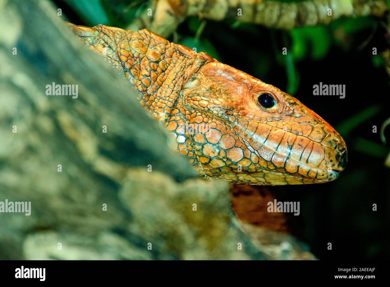 Caimano lucertola o acqua tegu o Dracaena close-up Foto Stock