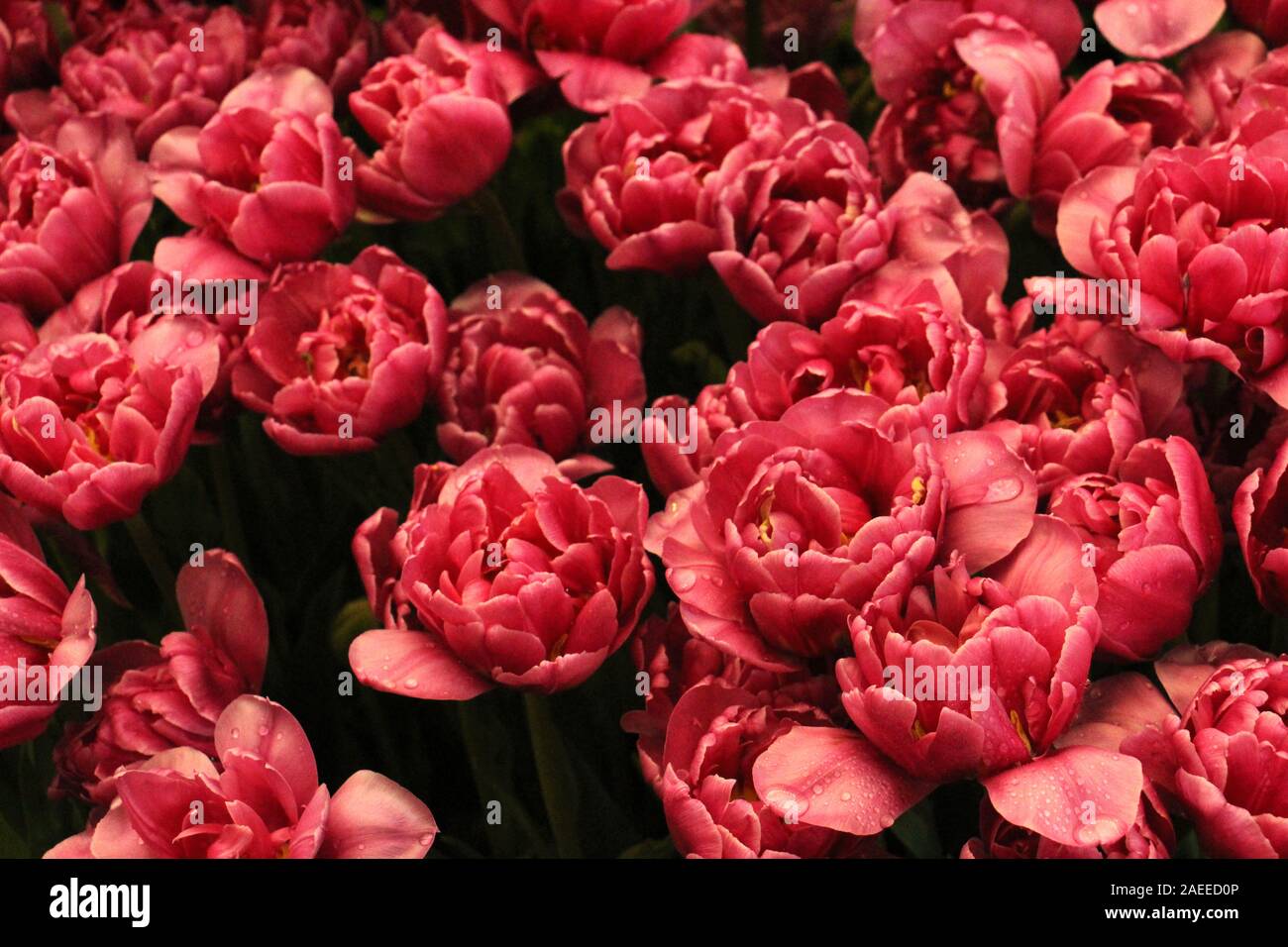 Flower Garden in Thailandia. Foto Stock