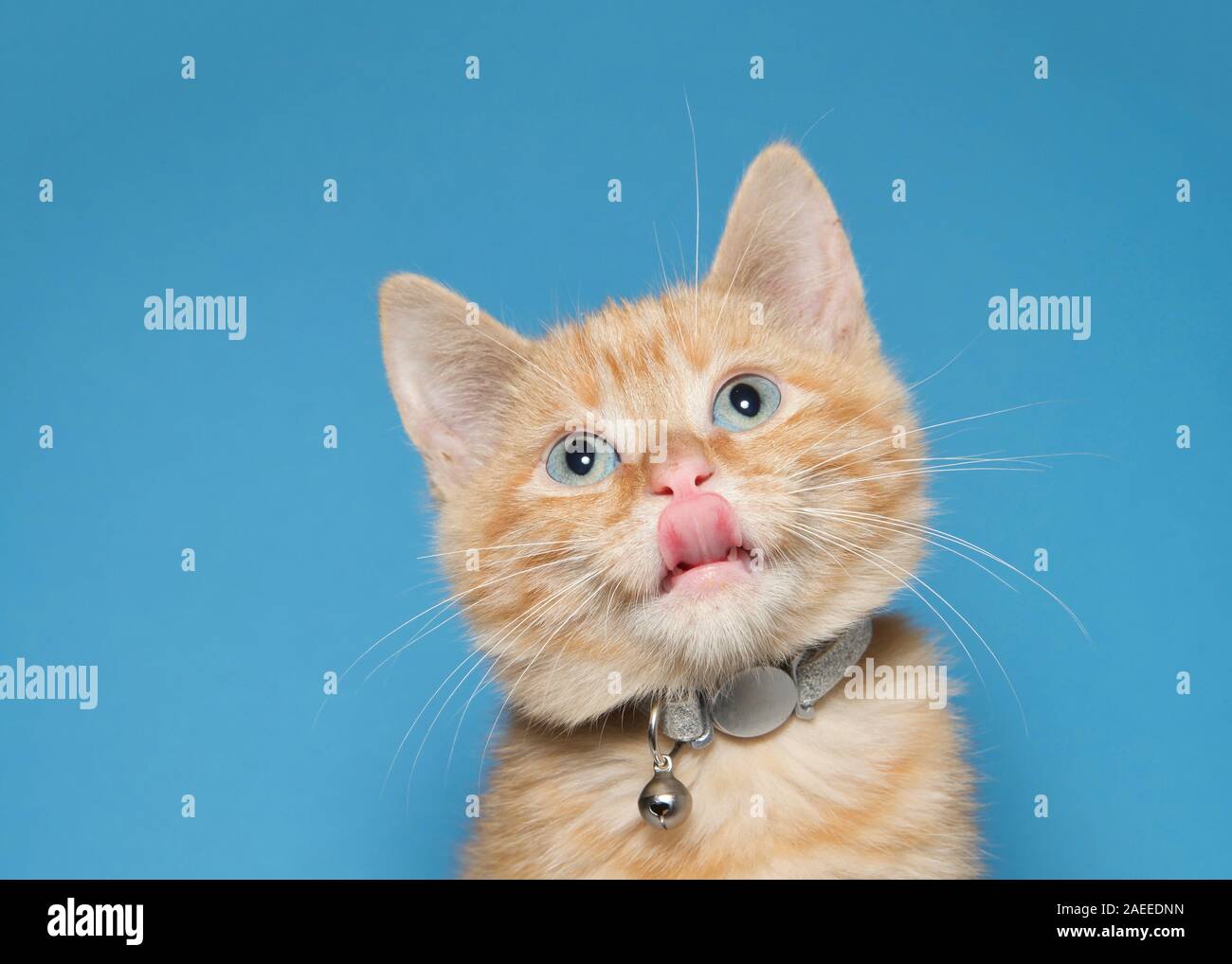 Ritratto di un adorabile fluffy orange zenzero tabby kitten indossa un collare lucido con Bell. Ricerca con linguetta sporgente. Sfondo blu con Foto Stock
