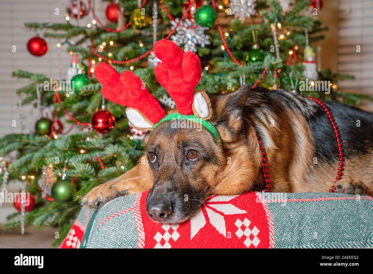 Pastore Tedesco cane rosso da indossare le renne palchi in attesa di Santa Claus in parte anteriore del albero di Natale decorato. Foto Stock