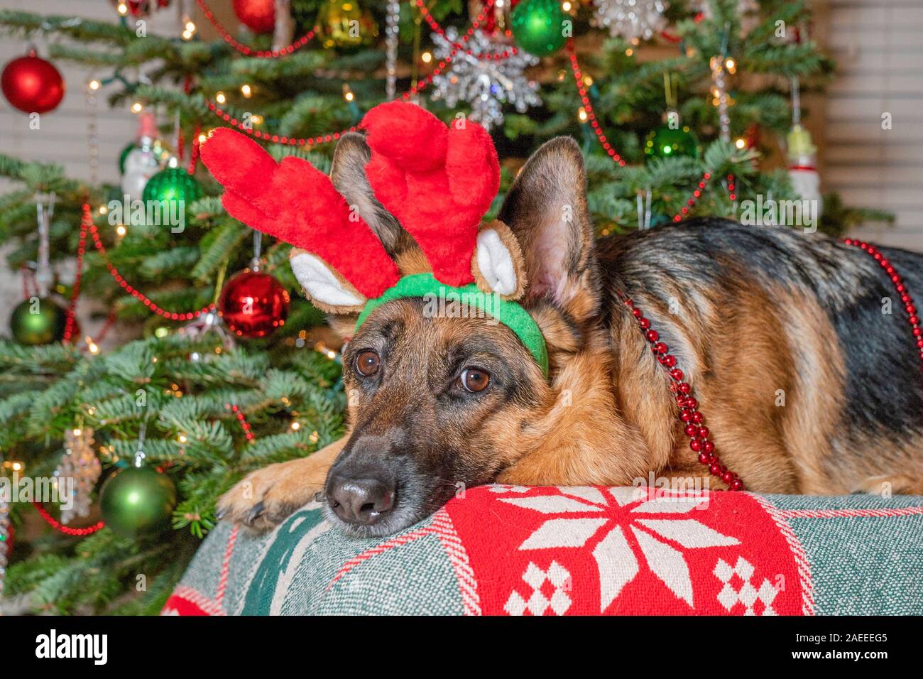 Pastore Tedesco cane rosso da indossare le renne palchi in attesa di Santa Claus in parte anteriore del albero di Natale decorato. Foto Stock