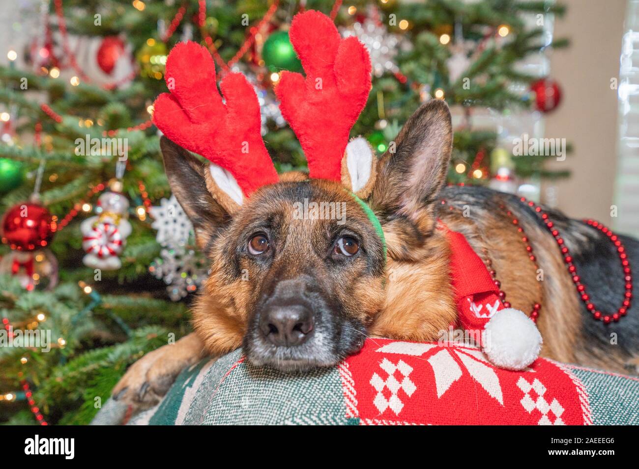 Pastore Tedesco cane rosso da indossare le renne palchi in attesa di Santa Claus in parte anteriore del albero di Natale decorato. Foto Stock