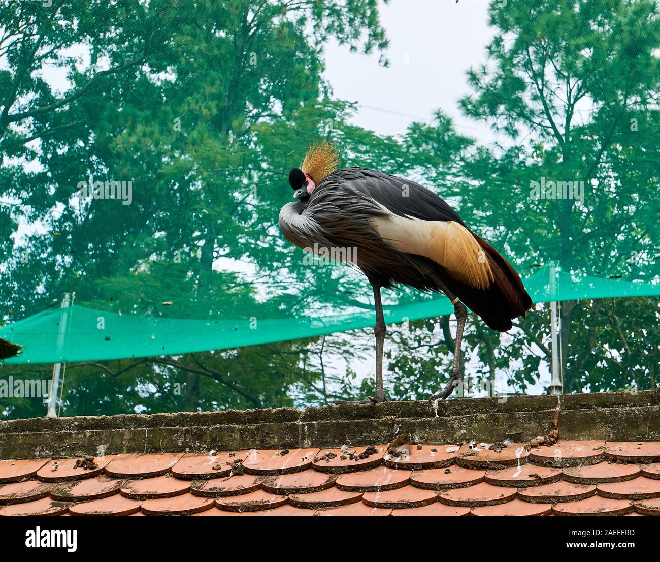 La città di HO CHI MINH, VIETNAM - Novembre 15, 2019: uccello a Saigon Zoo. Foto Stock