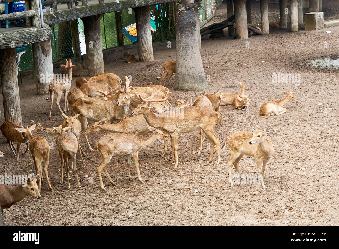 La città di HO CHI MINH, VIETNAM - Novembre 15, 2019: persone cervi di alimentazione a Saigon Zoo. Foto Stock