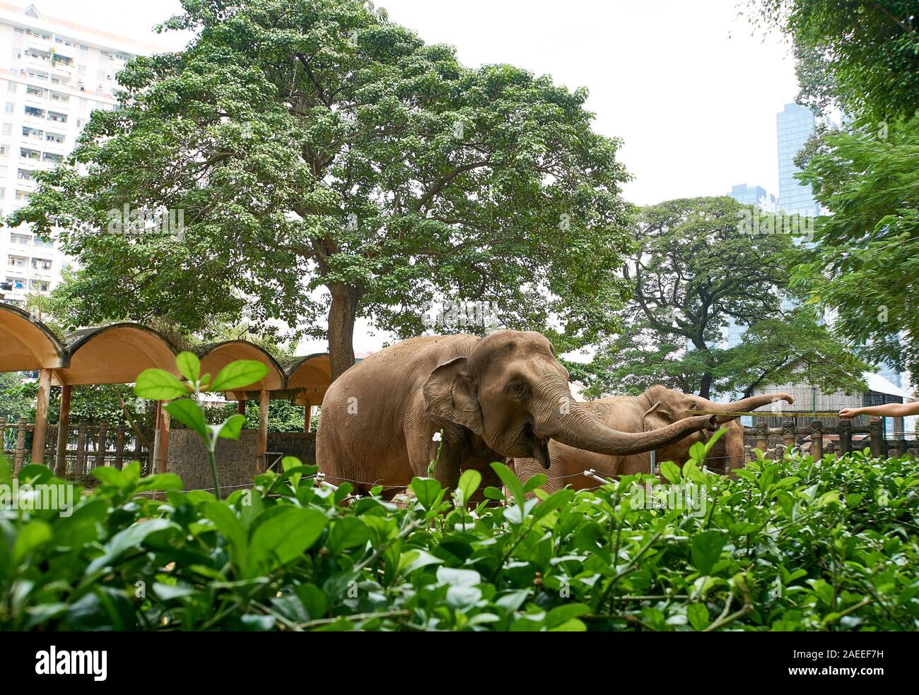 La città di HO CHI MINH, VIETNAM - Novembre 15, 2019: persone elefante di alimentazione con la canna da zucchero al Saigon Zoo. Foto Stock