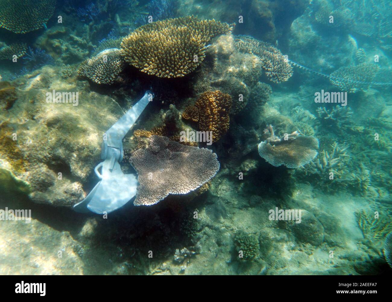 Ancora e catena inceppata nel reef causando notevoli danni di corallo, Russell Island, Frankland Islands National Park, della Grande Barriera Corallina, Queensland, Aus Foto Stock