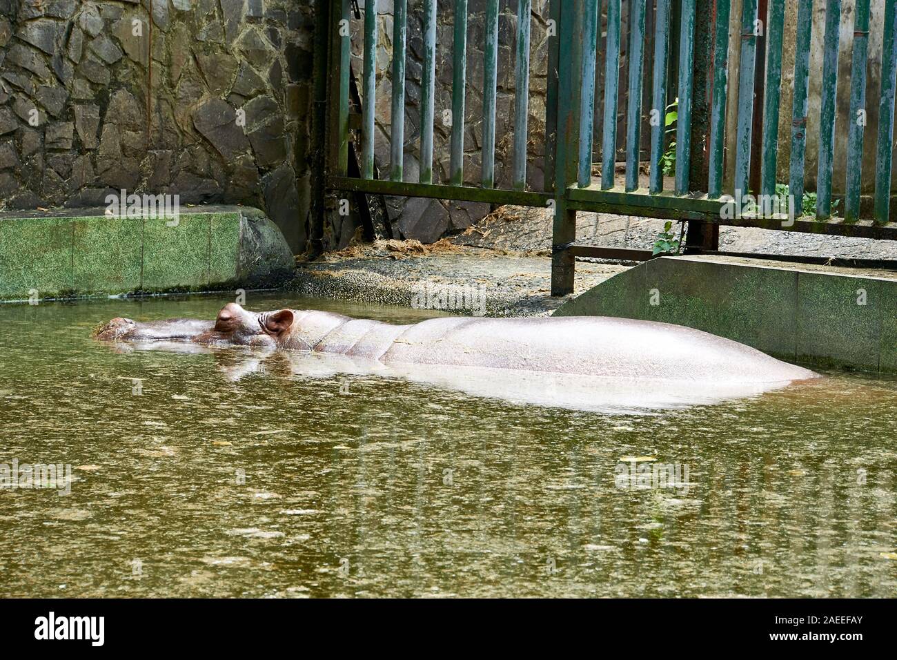 La città di HO CHI MINH, VIETNAM - Novembre 15, 2019: ippopotamo nuoto a Saigon Zoo. Foto Stock