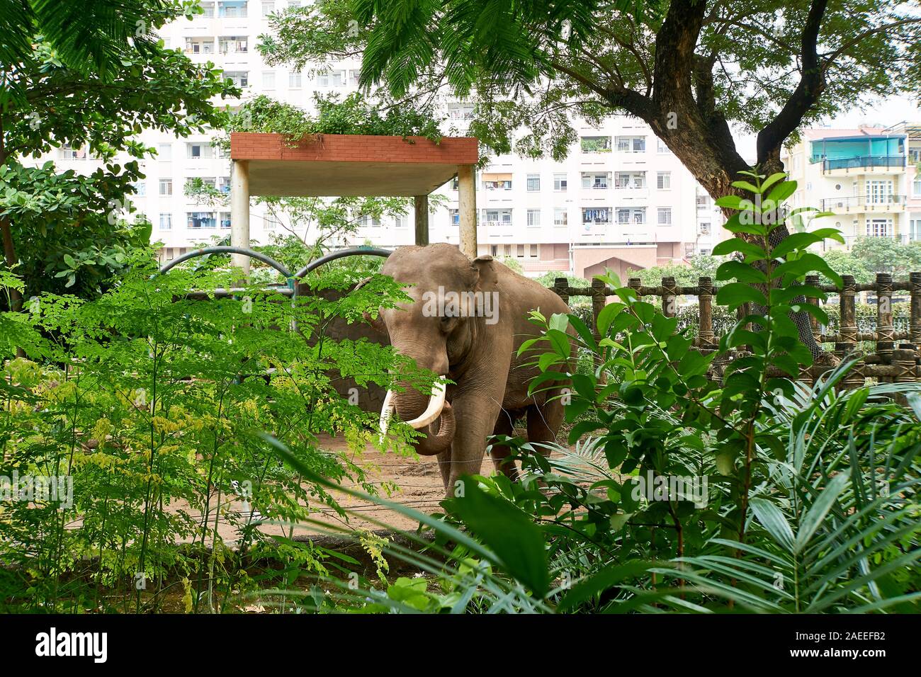 La città di HO CHI MINH, VIETNAM - Novembre 15, 2019: persone elefante di alimentazione con la canna da zucchero al Saigon Zoo. Foto Stock
