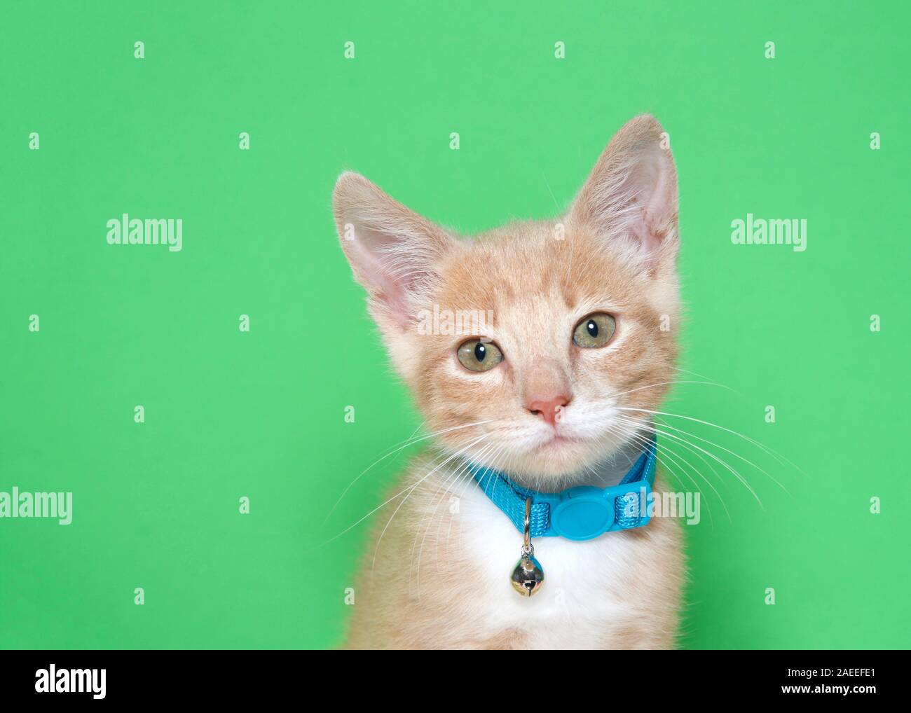 Ritratto di un adorabile arancio e bianco lo zenzero tabby kitten indossando un teal verde blu collare con campana guardando ai telespettatori di sinistra. Sfondo verde con Foto Stock
