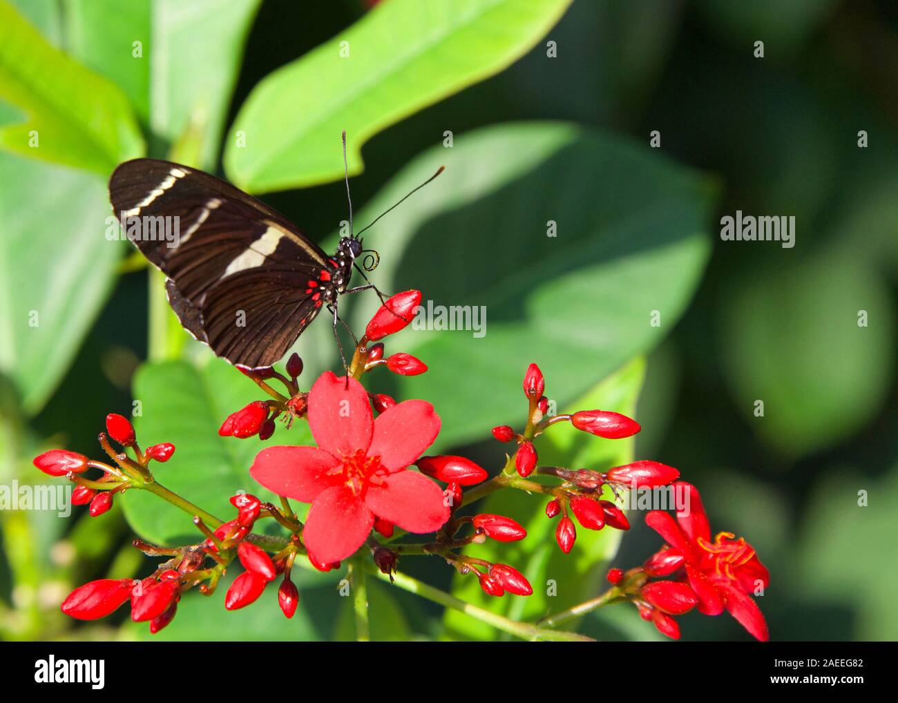 Sara longwing è un colorate specie neotropical heliconiid butterfly trovato dal Messico al bacino amazzonico e sud del Brasile. Vista di profilo pe Foto Stock